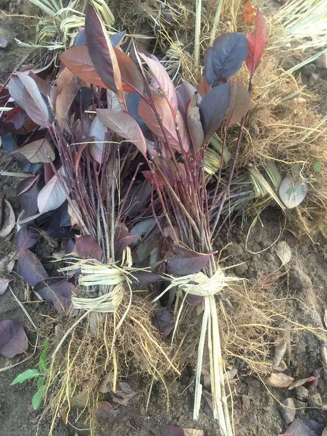 黑果花楸苗多少钱一棵