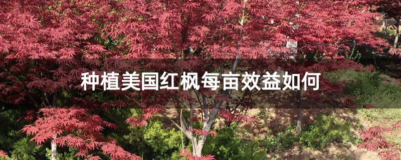 种植美国红枫每亩效益如何