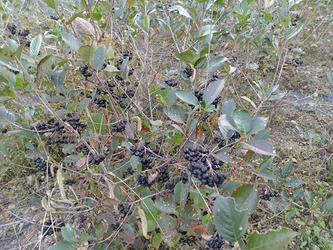 黑果腺肋花楸小苗价格多少钱一棵?2019年黑果花楸种植前景分析