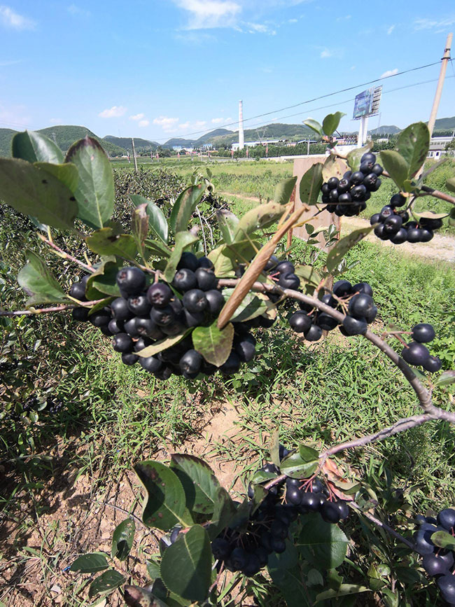 黑果腺肋花楸小苗价格多少钱一棵?