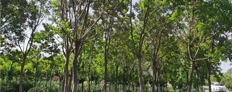 3公分乌桕苗价格多少钱一棵