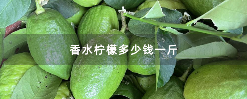 香水柠檬多少钱一斤