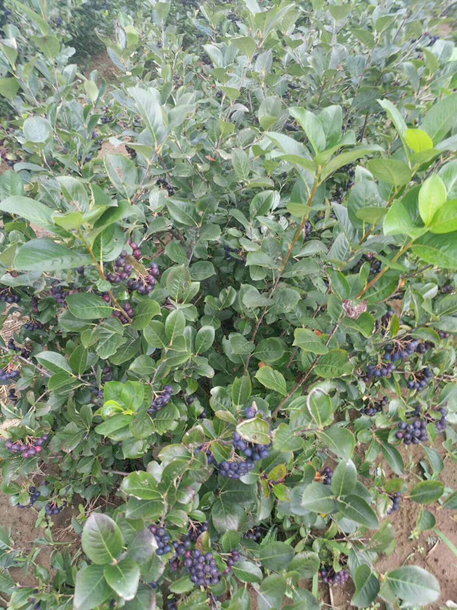黑果花楸苗木批发哪里有?黑果花楸种植前景如何?