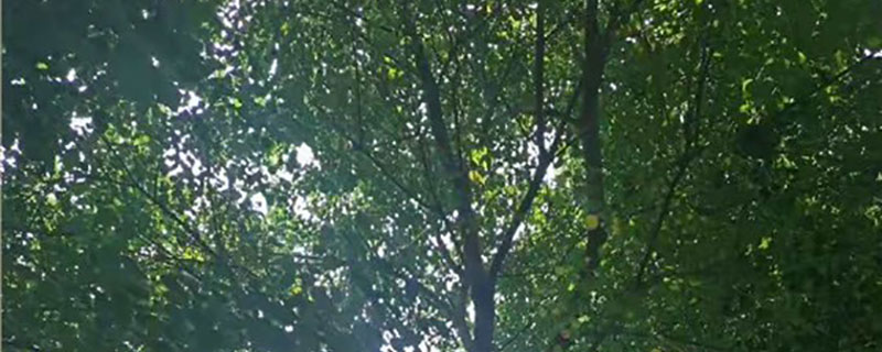 1公分乌桕小苗价格多少钱一棵