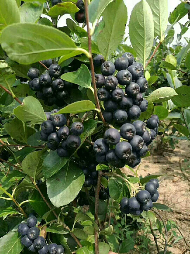 黑果花楸