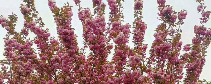 9公分樱花树多少钱一棵