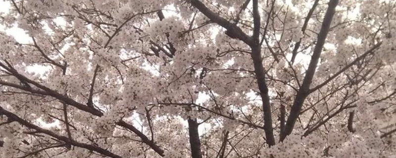 8公分樱花树价格多少钱一棵