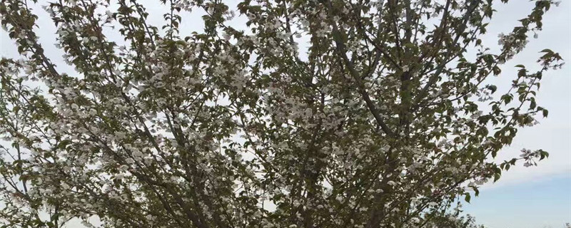 5公分樱花