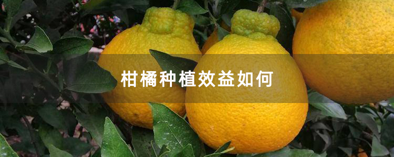 柑橘种植效益如何