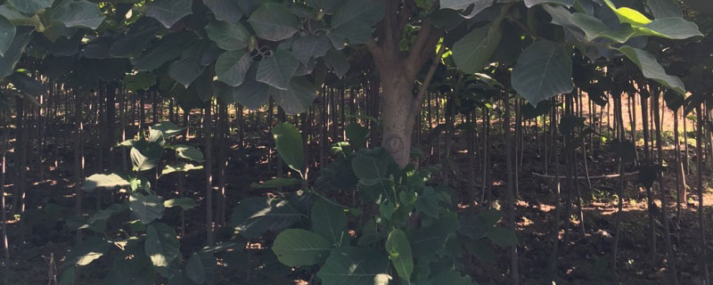 8公分紫玉兰多少一颗