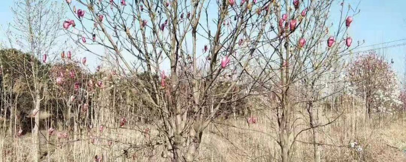 5公分紫玉兰多少钱一棵 5公分紫玉兰多少钱一棵
