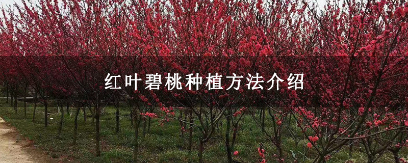 红叶碧桃种植方法介绍