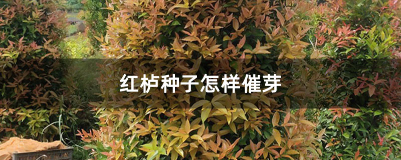 红栌种子怎样催芽 红栌种子怎样催芽