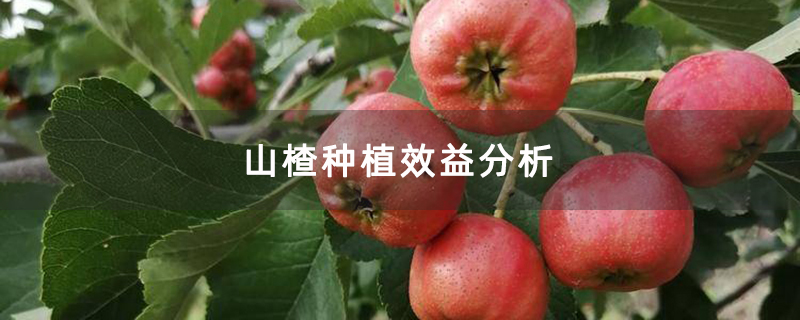 山楂种植效益分析