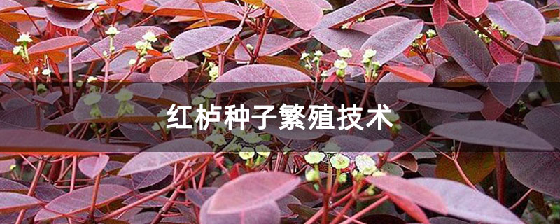 红栌种子繁殖技术