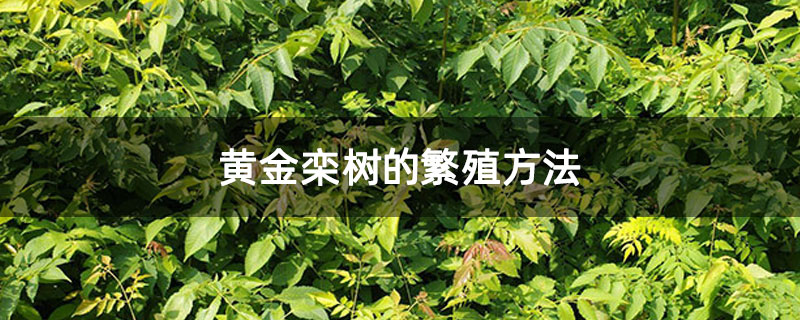 黄金栾树的繁殖方法