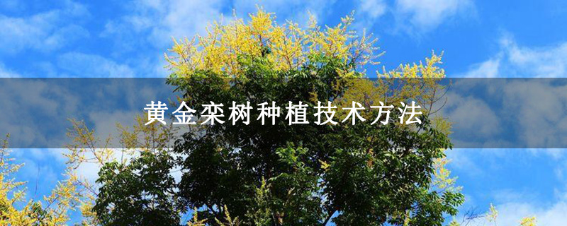黄金栾树种植技术方法