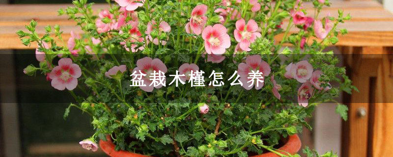 盆栽木槿怎么养