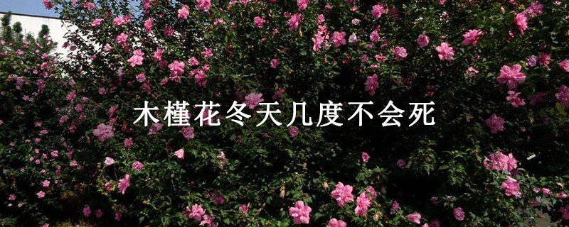 木槿花冬天几度不会死