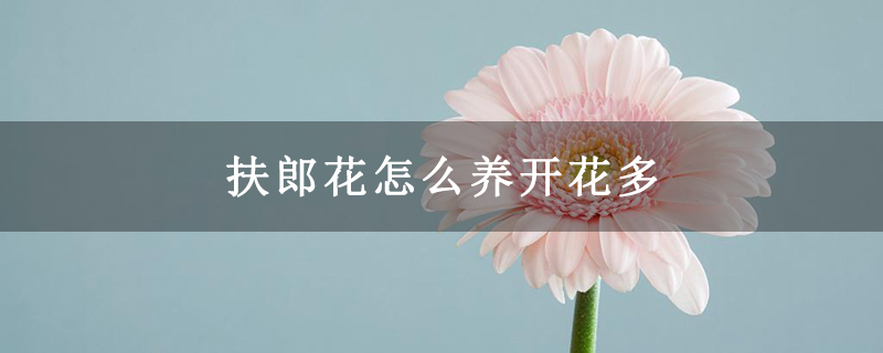 扶郎花怎么养开花多