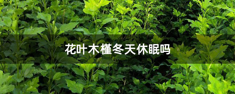 花叶木槿冬天休眠吗