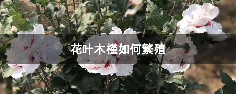花叶木槿如何繁殖