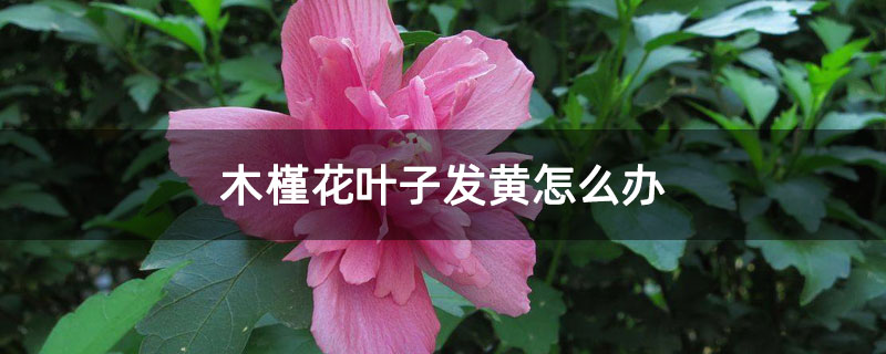 木槿花叶子发黄怎么办 木槿花叶子发黄怎么办