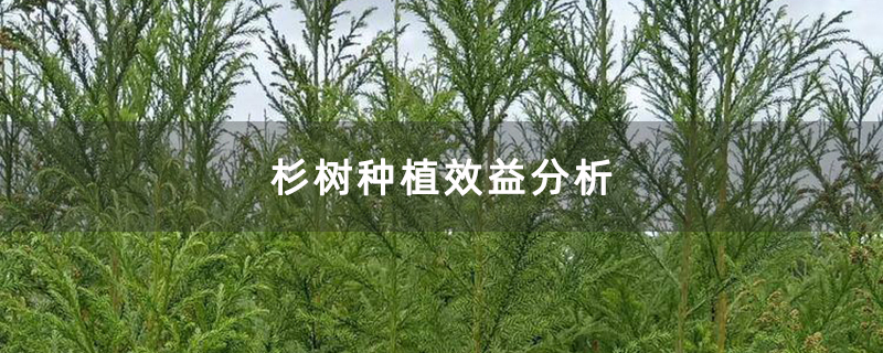 杉树种植效益分析