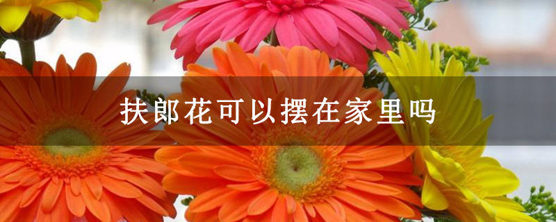 扶郎花可以摆在家里吗