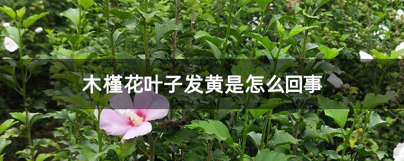 木槿花叶子发黄是怎么回事 木槿花叶子发黄是怎么回事