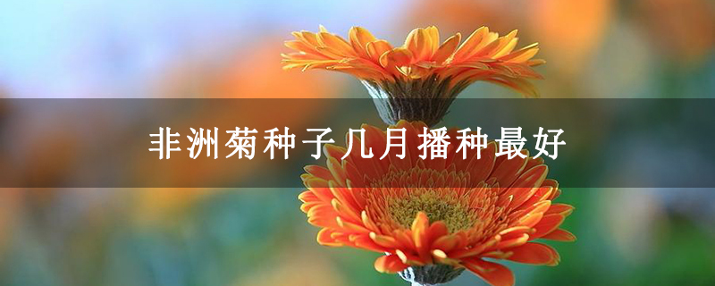 非洲菊种子几月播种最好