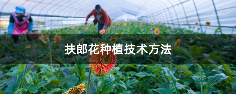 扶郎花种植技术方法