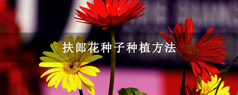 扶郎花种子种植方法