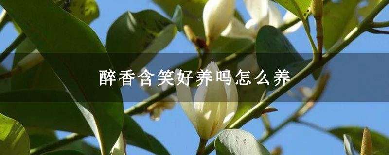 醉香含笑好养吗怎么养