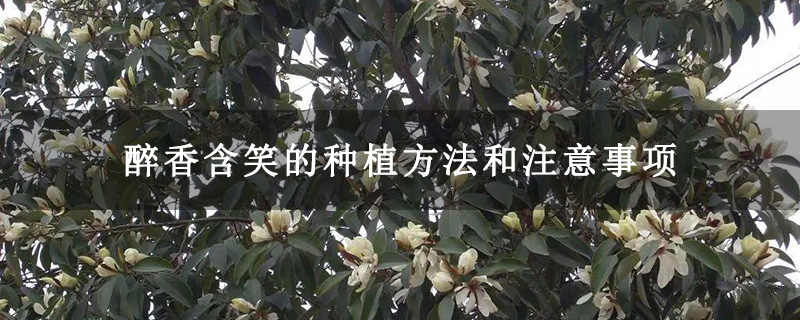 醉香含笑的种植方法和注意事项