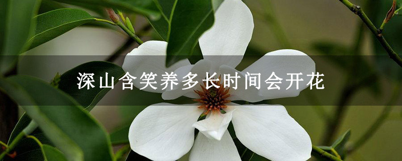 深山含笑养多长时间会开花