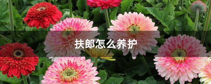 扶郎怎么养护 扶郎怎么养护