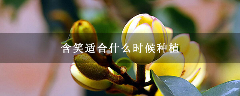 含笑适合什么时候种植