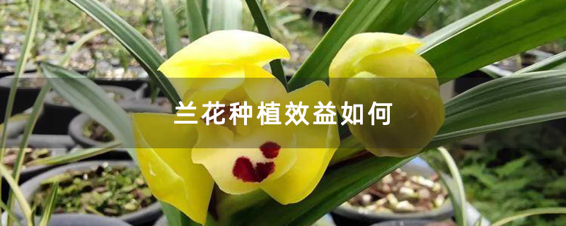 兰花种植效益如何