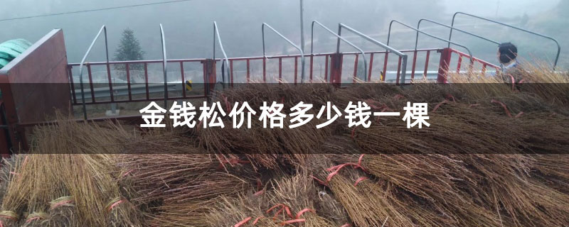 金钱松价格多少钱一棵 金钱松价格多少钱一棵