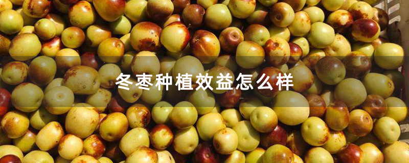冬枣种植效益怎么样