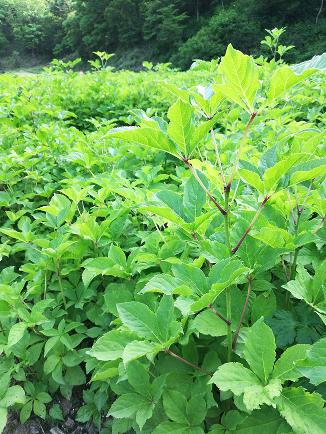 野菜刺五加苗价格多少钱一棵