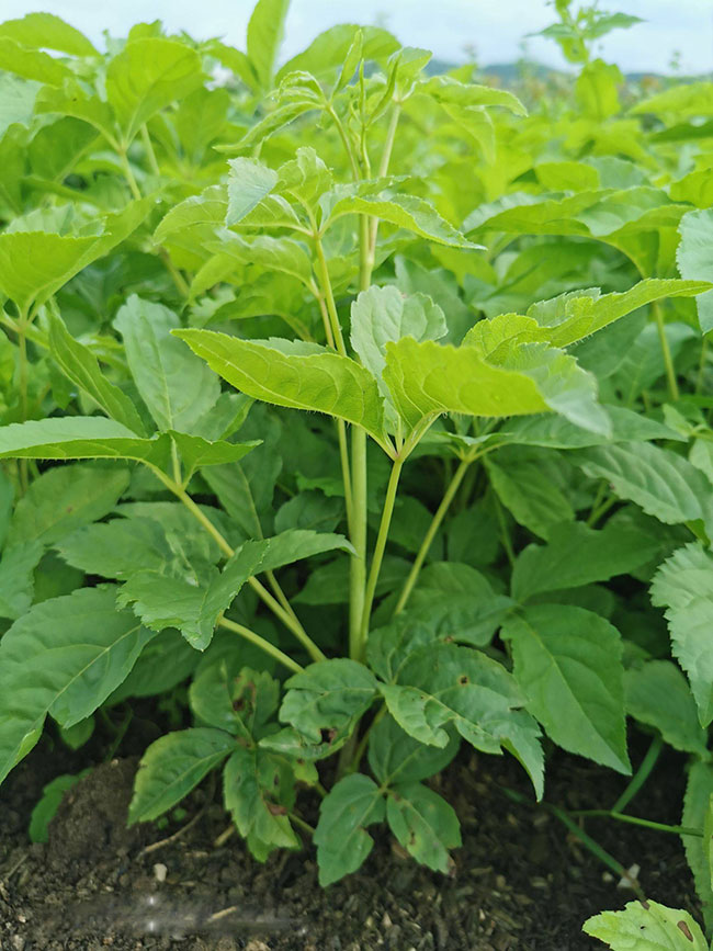 野菜刺五加苗价格多少钱一棵