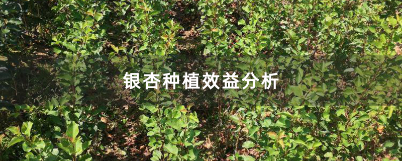 银杏种植效益分析