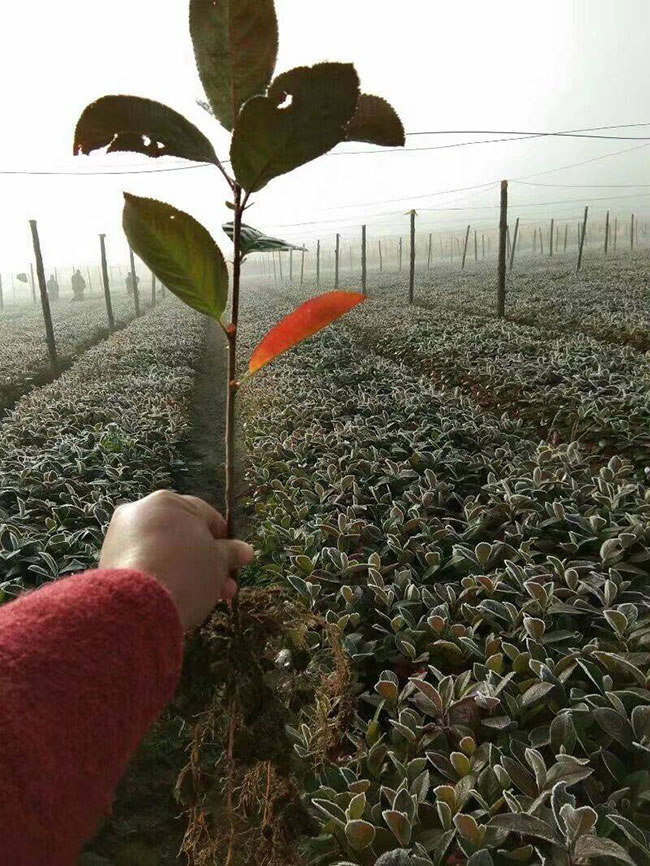 黑果花楸多少钱一斤?黑果花楸的十大功效有哪些?