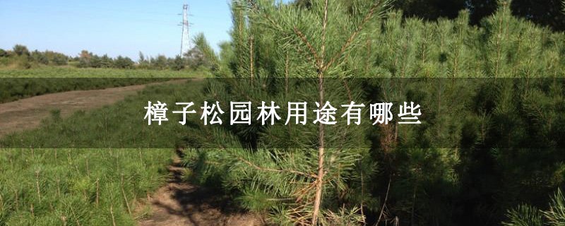 樟子松园林用途有哪些
