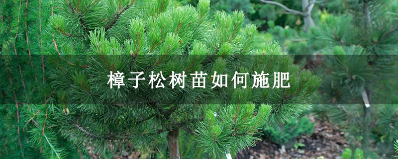 樟子松树苗如何施肥