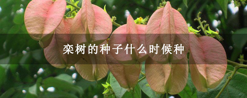 栾树的种子什么时候种