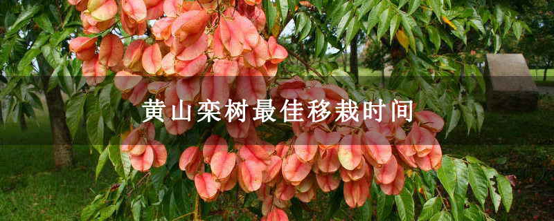 黄山栾树最佳移栽时间