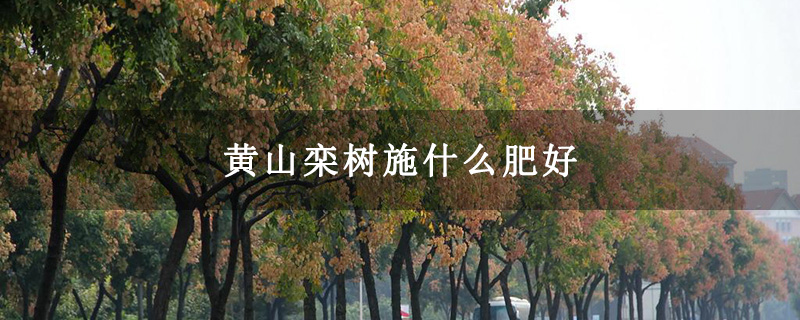 黄山栾树施什么肥好